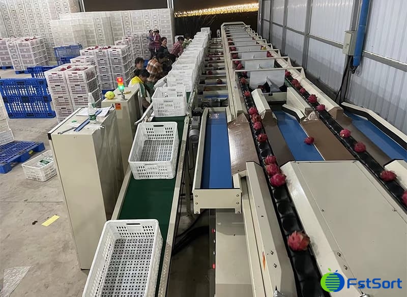 images/1657879384298dragon fruit sizing machine.jpg